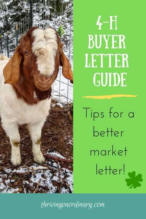 4 h buyer letter template